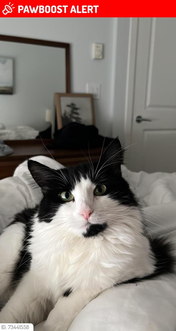 Lost Female Cat last seen East 6/7th Ave and McKay, New Westminster, BC V3L 4K2