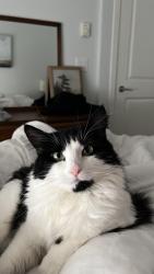 Lost Female Cat last seen East 6/7th Ave and McKay, New Westminster, BC V3L 4K2