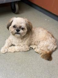 Shelter Stray Male Dog last seen CABOT BLVD/DAVIS AVE, 16 Barnes Ct, Hayward, CA 94544, USA