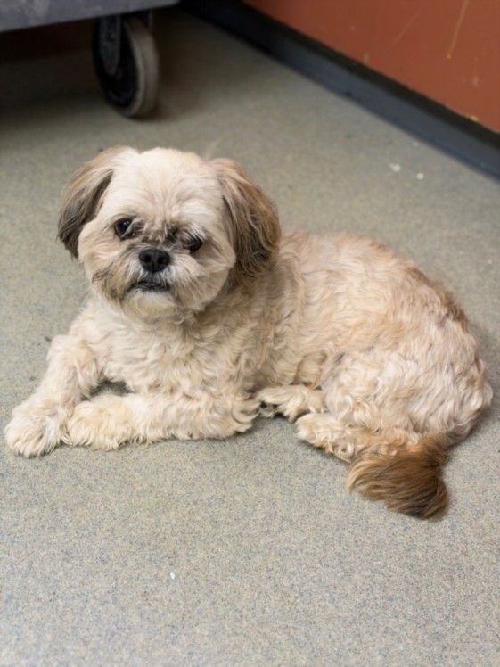 Shelter Stray Male Dog last seen CABOT BLVD/DAVIS AVE, 16 Barnes Ct, Hayward, CA 94544, USA