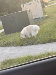 Found/Stray Unknown Dog last seen Rhode Island Woods Cir & Salem Woods Ln, Meadow Woods, FL 32824
