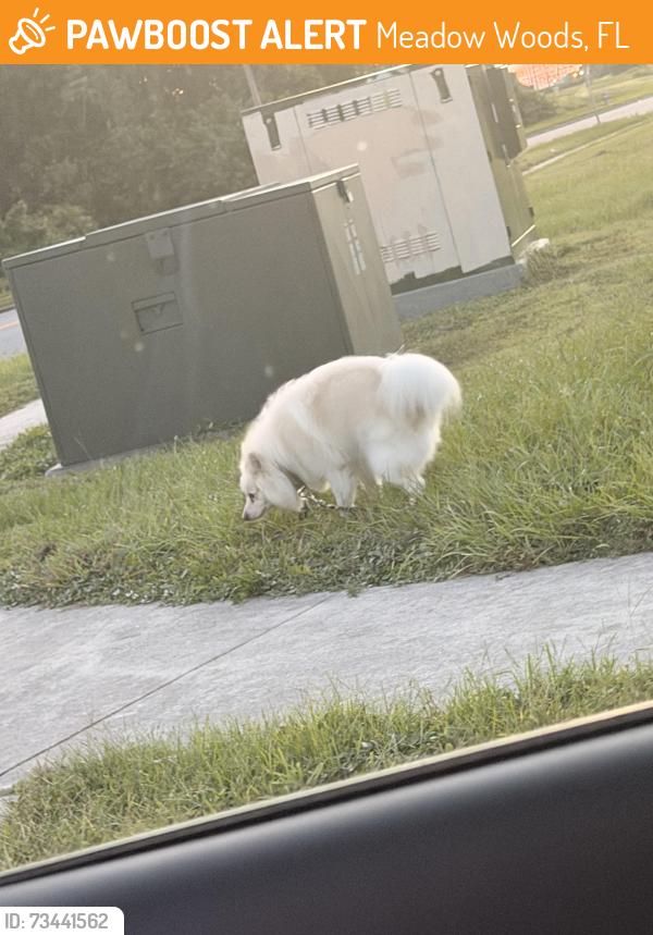 Found/Stray Unknown Dog last seen Rhode Island Woods Cir & Salem Woods Ln, Meadow Woods, FL 32824