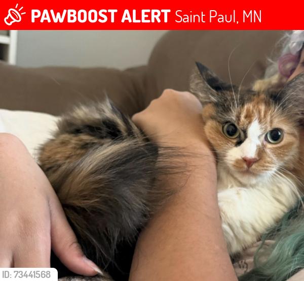 Lost Female Cat last seen Roosevelt townhomes, Saint Paul, MN 55106