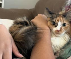 Lost Female Cat last seen Roosevelt townhomes, Saint Paul, MN 55106