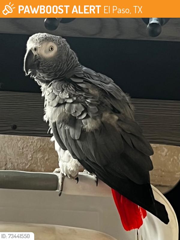 Found/Stray Unknown Bird last seen Giles, Phoenix, El Paso, TX 79915