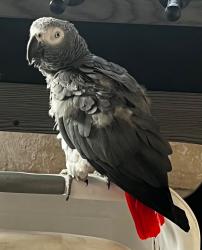 Found/Stray Unknown Bird last seen Giles, Phoenix, El Paso, TX 79915