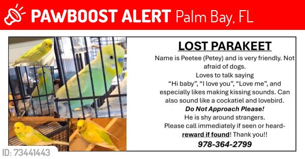 Lost Male Bird last seen Burn Drive NE, Palm Bay FL, Palm Bay, FL 32905