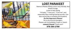 Lost Male Bird last seen Burn Drive NE, Palm Bay FL, Palm Bay, FL 32905