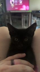 Lost Male Cat last seen Raccoon Road Storage Units, Manning, SC 29102