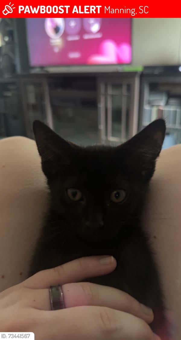 Lost Male Cat last seen Raccoon Road Storage Units, Manning, SC 29102