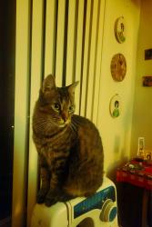 Lost Female Cat last seen Carus Ave and Ossington, Toronto, ON 