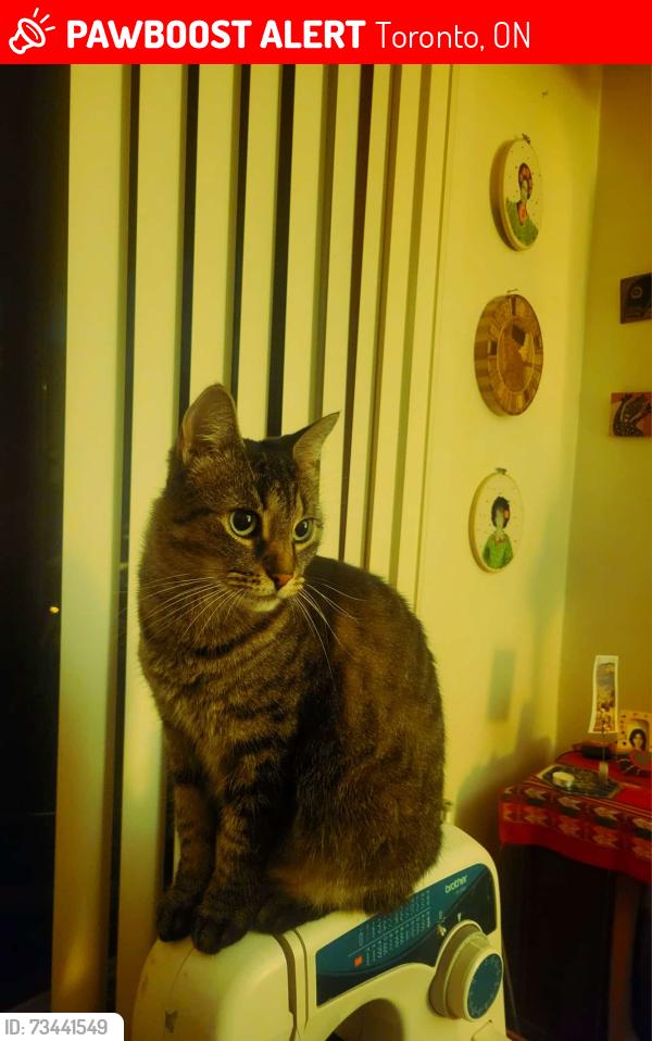 Lost Female Cat last seen Carus Ave and Ossington, Toronto, ON 