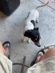 Reunited Male Dog last seen Suncrest Ave and Suncrest Ct, Oceanside, CA 92056