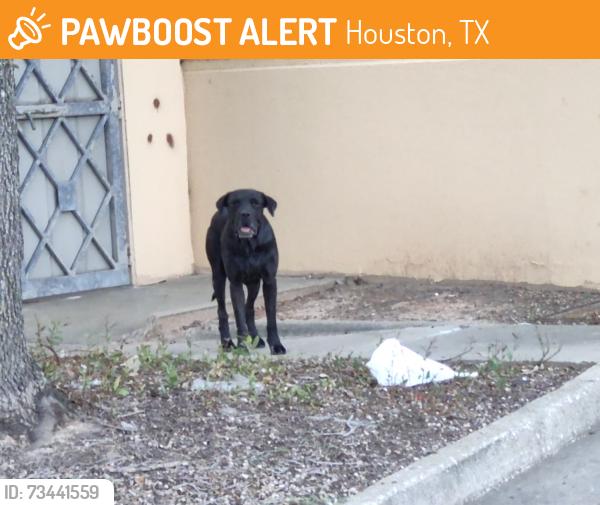 Found/Stray Unknown Dog last seen Hwy 290 and FM 1960 W, Houston, TX 77065