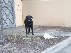 Found/Stray Unknown Dog last seen Hwy 290 and FM 1960 W, Houston, TX 77065