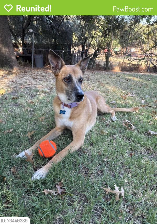 Reunited Female Dog last seen Sunrise and Archer, Fair Oaks, CA 95628