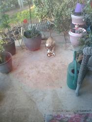 Found/Stray Unknown Cat last seen El norte, Escondido, CA 92026
