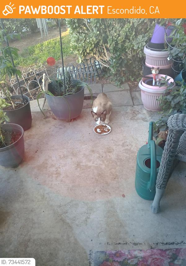 Found/Stray Unknown Cat last seen El norte, Escondido, CA 92026