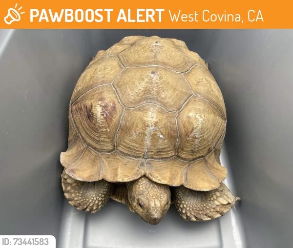 Found/Stray Male Reptile last seen Near E CHARLINDA ST, West Covina, CA 91790
