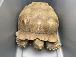 Found/Stray Male Reptile last seen Near E CHARLINDA ST, West Covina, CA 91790