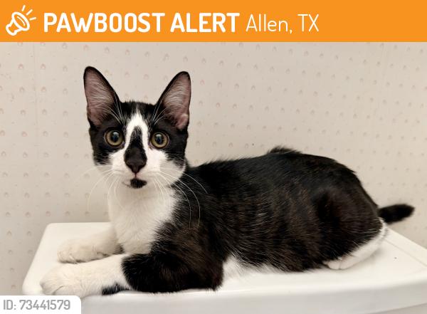Found/Stray Male Cat last seen Lowery Freshman Center, Allen, TX 75002