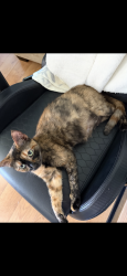 Lost Female Cat last seen Woolner, Fairfield, CA 94533