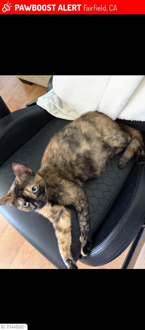 Lost Female Cat last seen Woolner, Fairfield, CA 94533