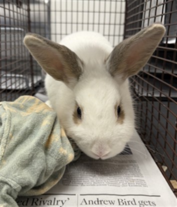 Shelter Stray Female Other last seen , 14409 Vanowen St, Van Nuys, CA 91405, USA