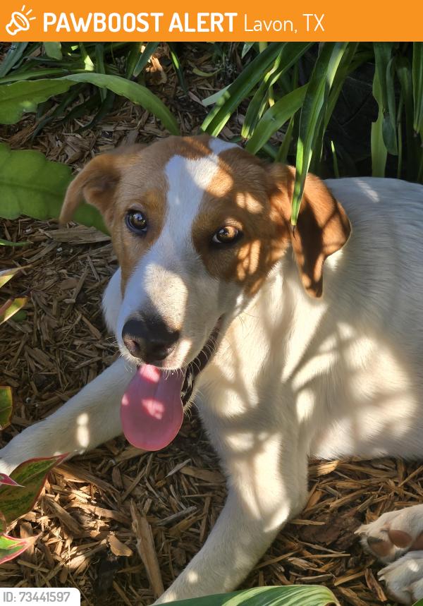Found/Stray Male Dog last seen Lake Rd. and Lavonia Park Rd., Lavon, TX 75166