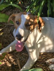 Found/Stray Male Dog last seen Lake Rd. and Lavonia Park Rd., Lavon, TX 75166