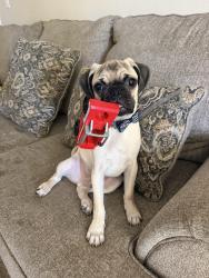 Lost Male Dog last seen Saratoga, Santa Clara, CA 95051