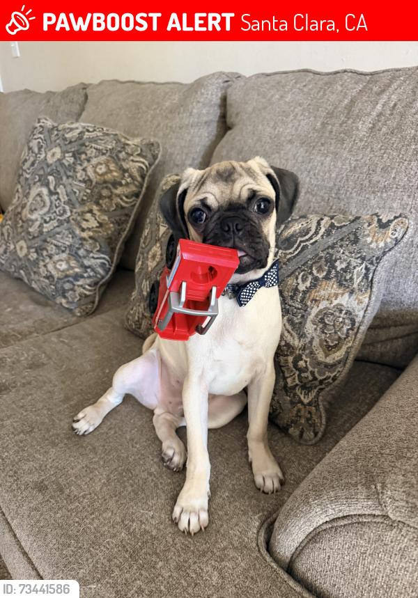 Lost Male Dog last seen Saratoga, Santa Clara, CA 95051