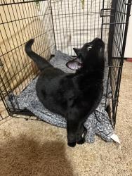Found/Stray Unknown Cat last seen Near Resco Products, Hammond, IN 46323