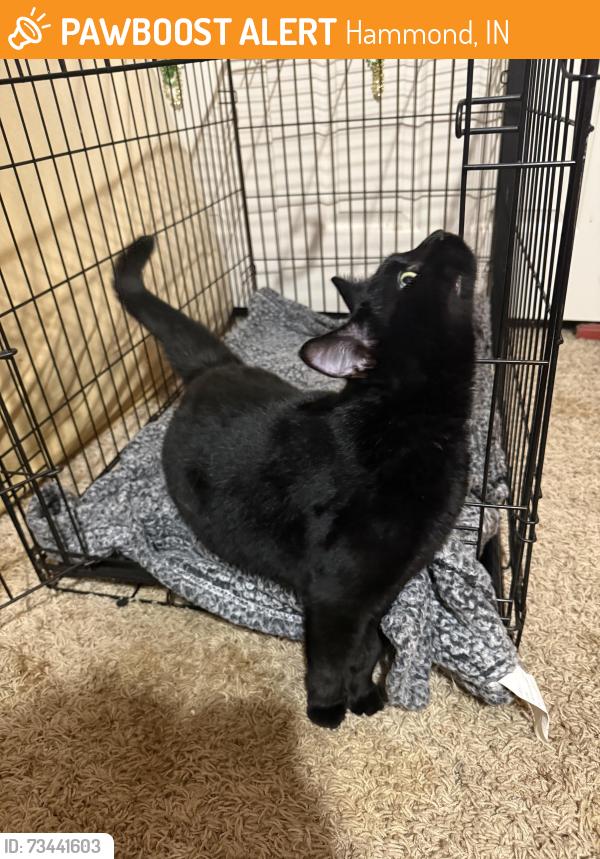 Found/Stray Unknown Cat last seen Near Resco Products, Hammond, IN 46323