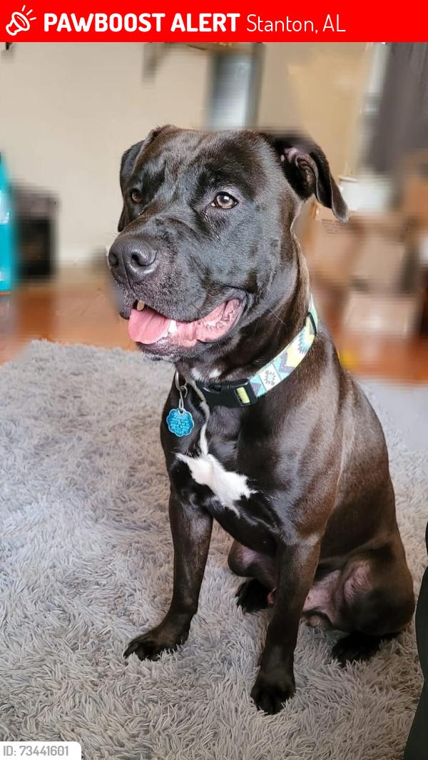 Lost Male Dog last seen Highway 22, Stanton, AL 36790