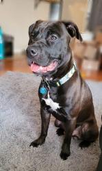Lost Male Dog last seen Highway 22, Stanton, AL 36790