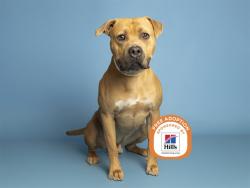 Shelter Stray Male Dog last seen A26-106332, 5501 E Van Buren St, Phoenix, AZ 85008, USA