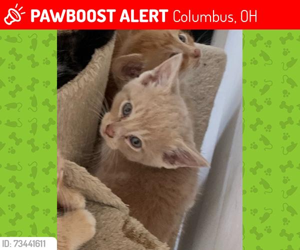 Lost Male Cat last seen Haldy Avenue and Steele Avenue, Columbus, OH 43204