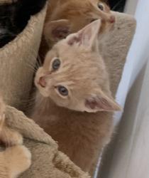 Lost Male Cat last seen Haldy Avenue and Steele Avenue, Columbus, OH 43204