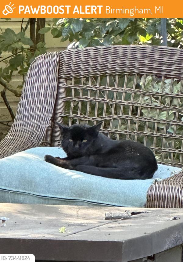 Found/Stray Unknown Cat last seen Eton, Birmingham, MI 48009
