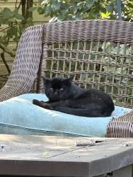 Found/Stray Unknown Cat last seen Eton, Birmingham, MI 48009