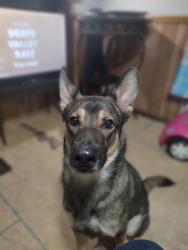 Lost Male Dog last seen East Pettigrew & Indiana Ave off Angier Ave., Durham, NC 27701