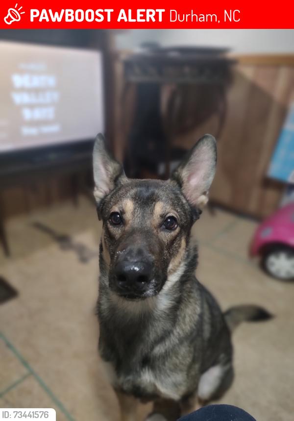 Lost Male Dog last seen East Pettigrew & Indiana Ave off Angier Ave., Durham, NC 27701