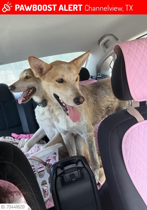 Lost Male Dog last seen Channelview, Channelview, TX 77530