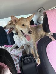 Lost Male Dog last seen Channelview, Channelview, TX 77530