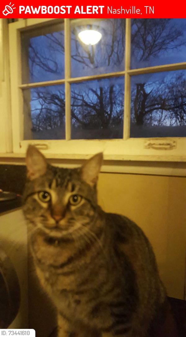 Lost Male Cat last seen James ave, Nashville, TN 37209