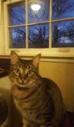Lost Male Cat last seen James ave, Nashville, TN 37209