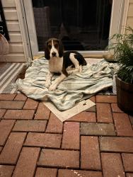 Found/Stray Male Dog last seen E Lee St, Greensboro, NC 27406