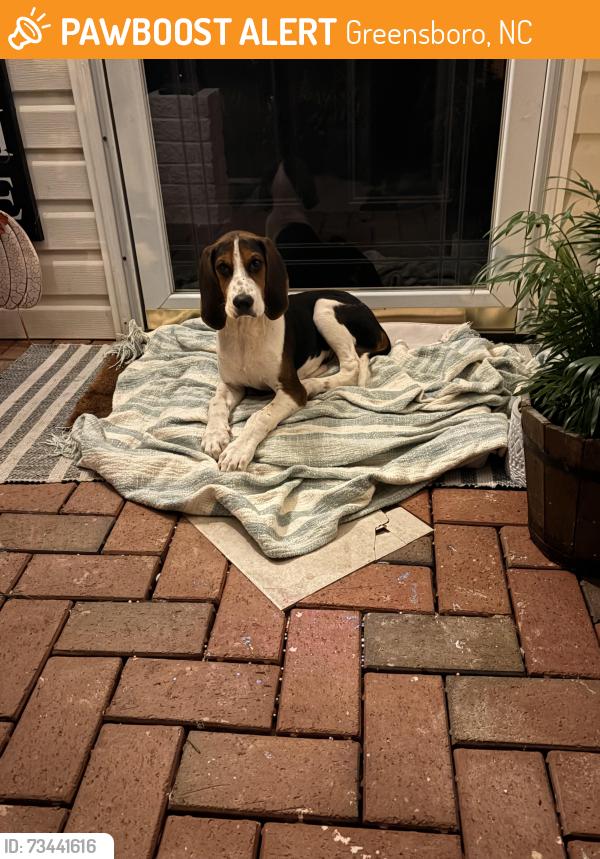 Found/Stray Male Dog last seen E Lee St, Greensboro, NC 27406