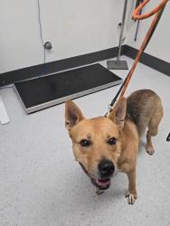 Shelter Stray Male Dog last seen West oakland bart station, Oakland, CA, 1101 29th Ave, Oakland, CA 94601, USA
